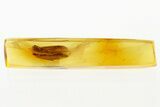 Detailed Fossil Caddisfly (Trichoptera) In Baltic Amber #288668-1
